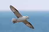 The northern fulmar is one of the globally important seabird species which are in decline