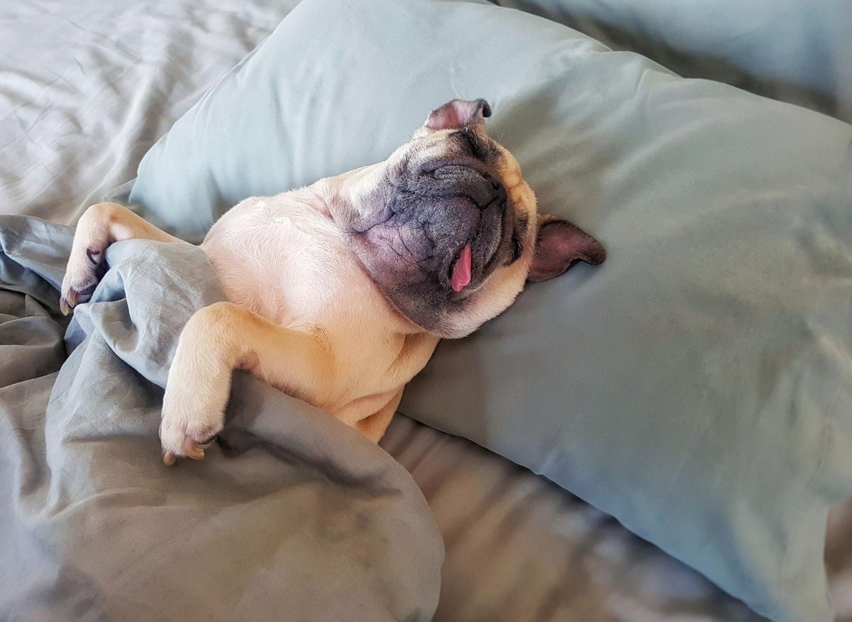 10 of the laziest breeds of dog