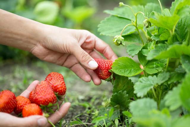 A trip to a pick your own fruit farm is a great day out for all the family this summer