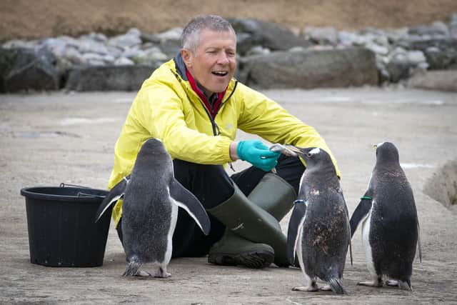 Scottish Liberal Democrat leader Willie Rennie feeds the Gentoo penguins during a visit to Edinburgh Zoo. Picture: Jane Barlow/PA Wire