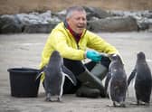 Scottish Liberal Democrat leader Willie Rennie feeds the Gentoo penguins during a visit to Edinburgh Zoo. Picture: Jane Barlow/PA Wire