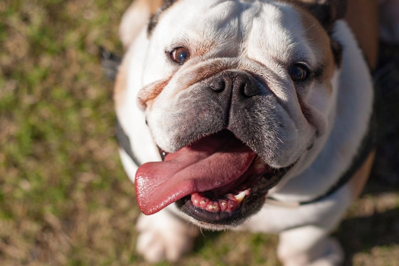 The Bulldog, also known as the English or British Bulldog, is the first of several flat-faced dogs on this list who find it hard to regulate their heat. They are 14 times more likely than the Labrador to suffer heatstroke.