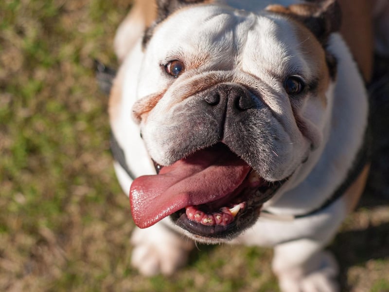 The Bulldog, also known as the English or British Bulldog, is the first of several flat-faced dogs on this list who find it hard to regulate their heat. They are 14 times more likely than the Labrador to suffer heatstroke.