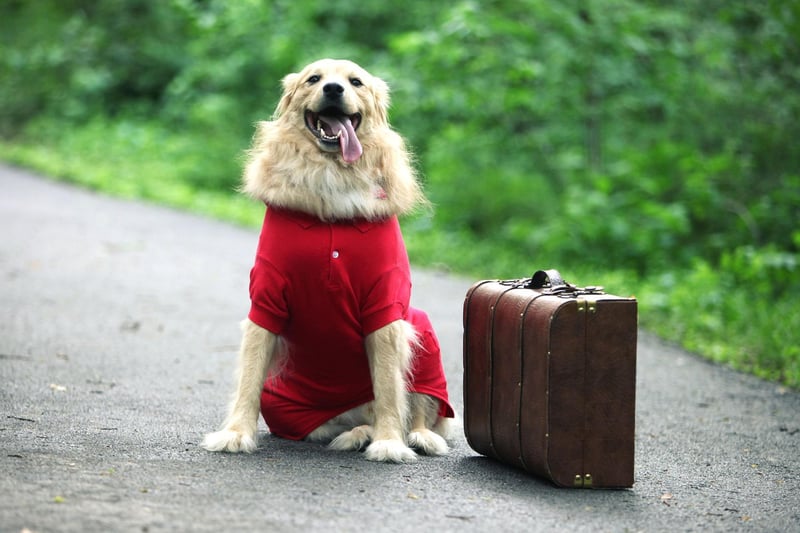 This can be a bit challenging, but letting your dog join you adds a fun twist to the out-of-town holiday you’ve been planning. Just make sure you prepare everything you need for travelling. Always check with your vet to ensure your dog is fit to join the trip.