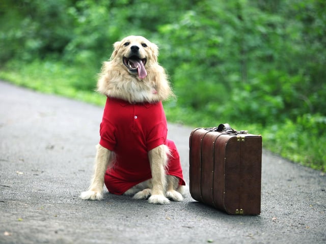 This can be a bit challenging, but letting your dog join you adds a fun twist to the out-of-town holiday you’ve been planning. Just make sure you prepare everything you need for travelling. Always check with your vet to ensure your dog is fit to join the trip.