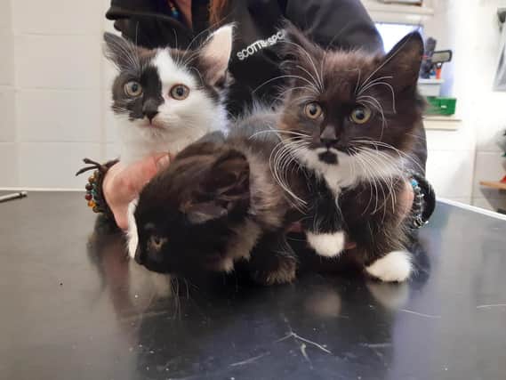 The three kittens who were found abandoned in a Kirkcaldy park last Thursday.