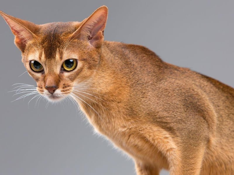 This cat breed is comfortable and friendly around everyone in the house and loves to play with toys and be interactive. They are fine to play on their own, but do enjoy the love and attention of others in the home.