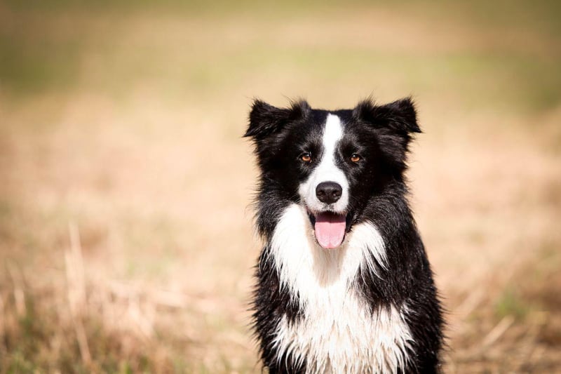 Widely regarded as the world's most intelligent dog breed, the Border Collie takes its name from the border between England and Scotland where it was first bred.