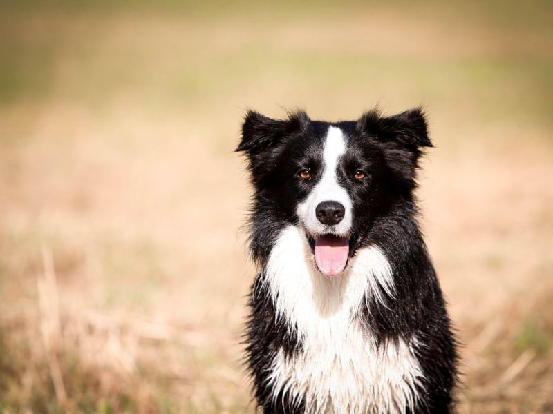 Widely regarded as the world's most intelligent dog breed, the Border Collie takes its name from the border between England and Scotland where it was first bred.