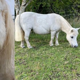 L-R Paloma the horse before and after being rehomed. 
Paloma was seized by a Scottish SPCA inspector because she was in terrible condition. She had overgrown feet and was covered in sores because her body was riddled with lice. Worst of all, she was pregnant whilst in this state. Under the care of the Scottish SPCA, Paloma gave birth to baby Beau. They were both healthy and living the best life they could in their stable and field, but they had to wait over 500 days to be rehomed because they were part of a court case. Thankfully, they were both rehomed and are now happily settled with their new owner (Photo: SSPCA).