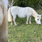 L-R Paloma the horse before and after being rehomed. 
Paloma was seized by a Scottish SPCA inspector because she was in terrible condition. She had overgrown feet and was covered in sores because her body was riddled with lice. Worst of all, she was pregnant whilst in this state. Under the care of the Scottish SPCA, Paloma gave birth to baby Beau. They were both healthy and living the best life they could in their stable and field, but they had to wait over 500 days to be rehomed because they were part of a court case. Thankfully, they were both rehomed and are now happily settled with their new owner (Photo: SSPCA).