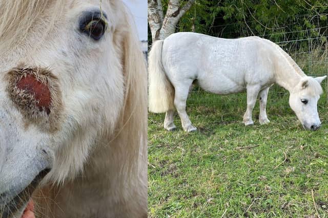 L-R Paloma the horse before and after being rehomed.
Paloma was seized by a Scottish SPCA inspector because she was in terrible condition. She had overgrown feet and was covered in sores because her body was riddled with lice. Worst of all, she was pregnant whilst in this state. Under the care of the Scottish SPCA, Paloma gave birth to baby Beau. They were both healthy and living the best life they could in their stable and field, but they had to wait over 500 days to be rehomed because they were part of a court case. Thankfully, they were both rehomed and are now happily settled with their new owner (Photo: SSPCA).
