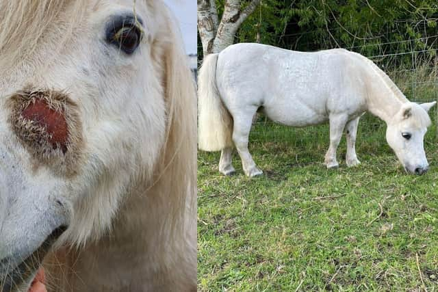 L-R Paloma the horse before and after being rehomed. 
Paloma was seized by a Scottish SPCA inspector because she was in terrible condition. She had overgrown feet and was covered in sores because her body was riddled with lice. Worst of all, she was pregnant whilst in this state. Under the care of the Scottish SPCA, Paloma gave birth to baby Beau. They were both healthy and living the best life they could in their stable and field, but they had to wait over 500 days to be rehomed because they were part of a court case. Thankfully, they were both rehomed and are now happily settled with their new owner (Photo: SSPCA).