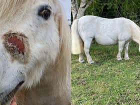 L-R Paloma the horse before and after being rehomed. 
Paloma was seized by a Scottish SPCA inspector because she was in terrible condition. She had overgrown feet and was covered in sores because her body was riddled with lice. Worst of all, she was pregnant whilst in this state. Under the care of the Scottish SPCA, Paloma gave birth to baby Beau. They were both healthy and living the best life they could in their stable and field, but they had to wait over 500 days to be rehomed because they were part of a court case. Thankfully, they were both rehomed and are now happily settled with their new owner (Photo: SSPCA).
