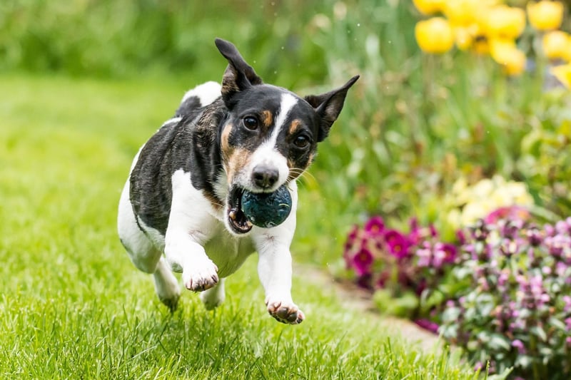 Another small dog with a long life, the Jack Russell can also live for up to 20 years, although tend to average a lifespan closer to 16 years.