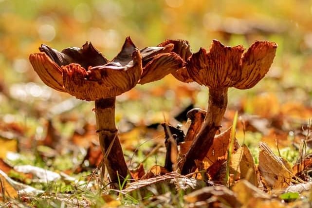 Mushrooms captured by Holly Burton.