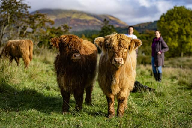 A couple of calves at the farm