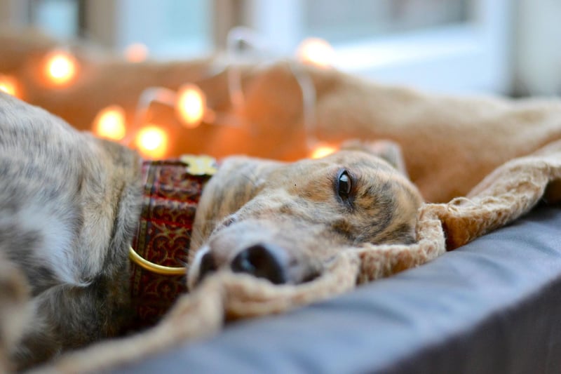 Greyhounds may be one of the fastest dogs on the planet, but they are also one of the laziest. If you've give your Greyhound it's daily intense exercise session and pop into the pub on the way home, it will happily curl up on a blanket asnd sleep until it's time to leave.