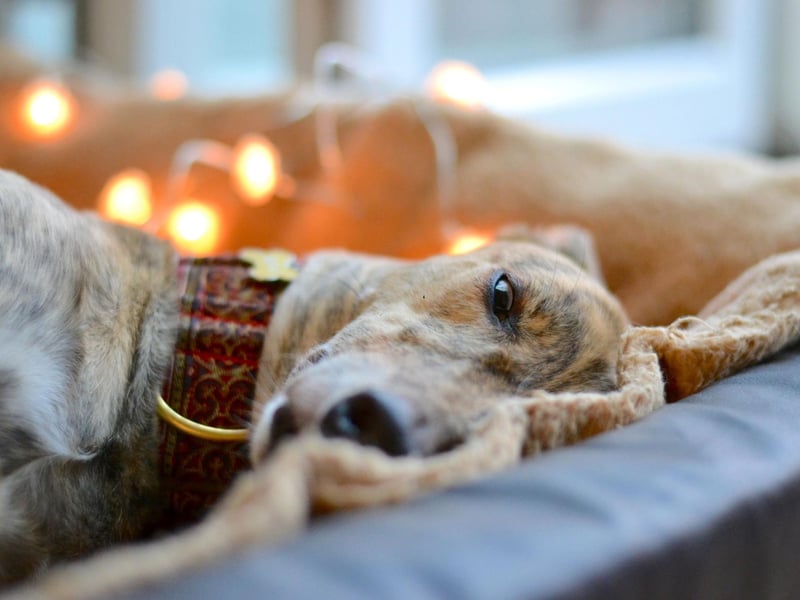 Greyhounds may be one of the fastest dogs on the planet, but they are also one of the laziest. If you've give your Greyhound it's daily intense exercise session and pop into the pub on the way home, it will happily curl up on a blanket asnd sleep until it's time to leave.