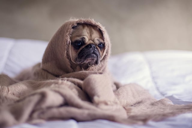 The tiny pug is perfectly happy living in a flat. A couple of moderate walks a day will keep them exercised and then they'll be happy napping on the couch.