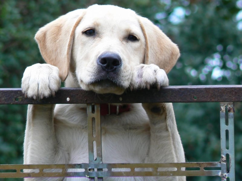 As it has been every year since the 1990s, the Labrador is the USA's top dog for the 30th time in a row. It's also the most popular dog in the UK - with the perfect mix of intelligence, playfulness and sensitivity. They also make wonderful therapy dogs.