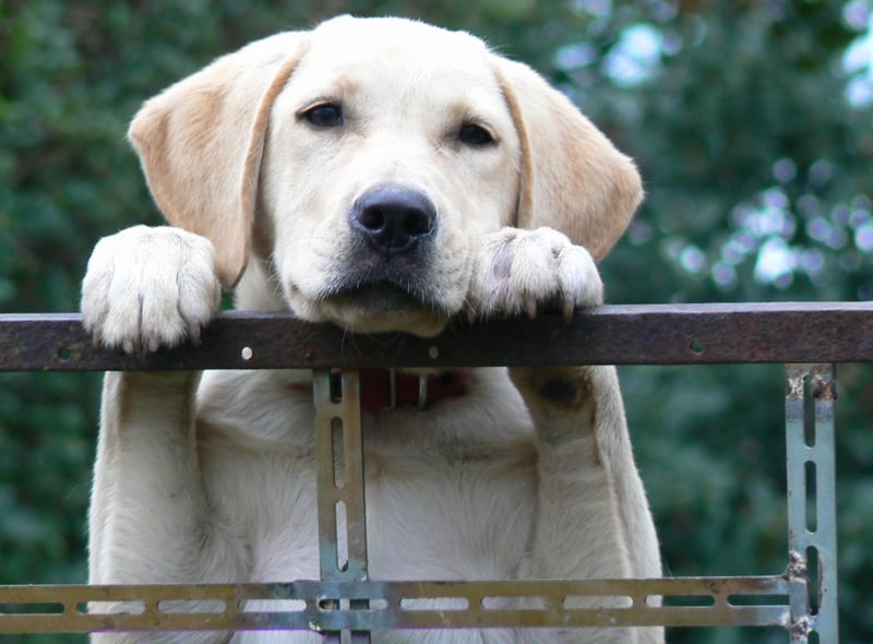 As it has been every year since the 1990s, the Labrador is the USA's top dog for the 30th time in a row. It's also the most popular dog in the UK - with the perfect mix of intelligence, playfulness and sensitivity. They also make wonderful therapy dogs.
