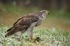 A Goshawk was recently killed after it was pulled from a crow trap, which was being used under the General Licence 