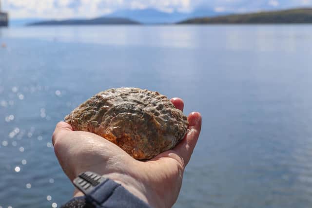 Native oysters have all but disappeared from waters around the UK, with only a handful of populations known to remain in the Clyde