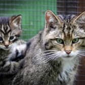 A captive Scottish wildcat kitten with his mother at Wildwood Discovery Park, near Canterbury, Kent. Picture: Gareth Fuller/PA Wire