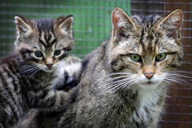 A captive Scottish wildcat kitten with his mother at Wildwood Discovery Park, near Canterbury, Kent. Picture: Gareth Fuller/PA Wire