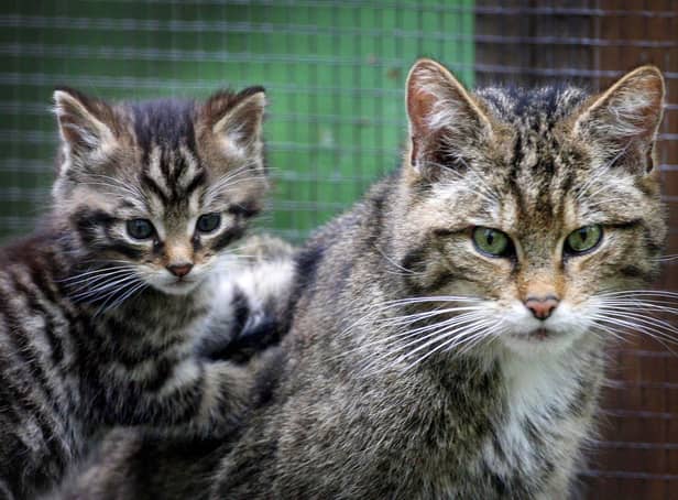 A captive Scottish wildcat kitten with his mother at Wildwood Discovery Park, near Canterbury, Kent. Picture: Gareth Fuller/PA Wire