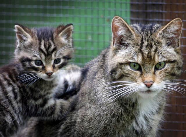 A captive Scottish wildcat kitten with his mother at Wildwood Discovery Park, near Canterbury, Kent. Picture: Gareth Fuller/PA Wire