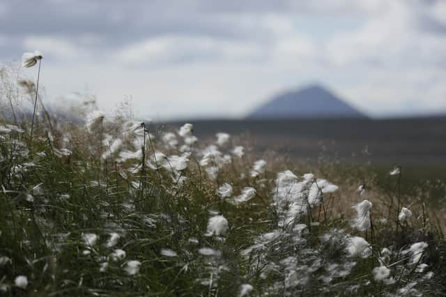 Bog cotton grows on the vast blanket bog during certain times of the year making parts of it turn white