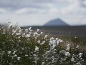 Bog cotton grows on the vast blanket bog during certain times of the year making parts of it turn white