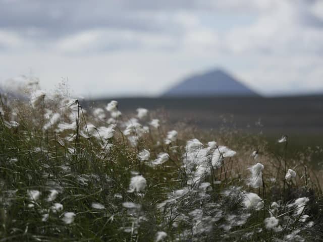 Bog cotton grows on the vast blanket bog during certain times of the year making parts of it turn white