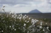 Bog cotton grows on the vast blanket bog during certain times of the year making parts of it turn white