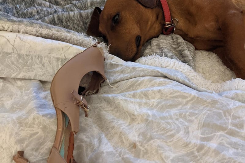 Derek the Dachshund can't be trusted around a pair of expensive designer high heels.