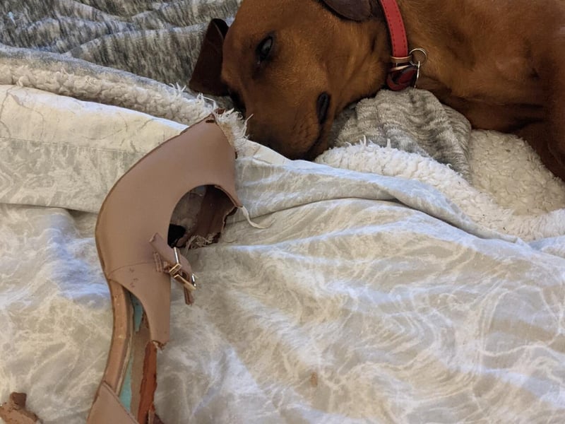 Derek the Dachshund can't be trusted around a pair of expensive designer high heels.