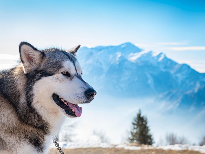 Another Arctic specialist, the Alaskan Malamute has incredibly thick fur meaning they can shrug off temperatures that would have the average human shivering. It's a breed that needs little in the way of creature comforts to be happy and healthy.