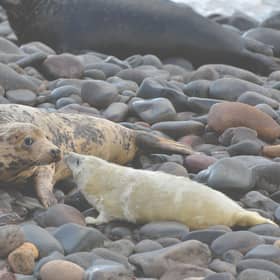 A Grey Seal mother and pup greeting at St Abb's Head National Nature Reserve where record numbers of young have been recorded this year. PIC: NTS/Laurie Campbell.