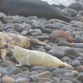 A Grey Seal mother and pup greeting at St Abb's Head National Nature Reserve where record numbers of young have been recorded this year. PIC: NTS/Laurie Campbell.