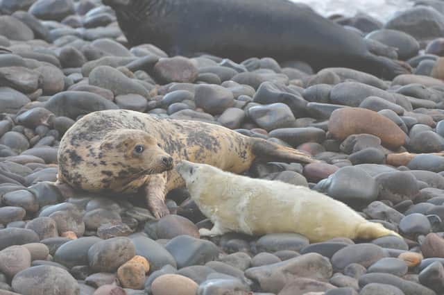 A Grey Seal mother and pup greeting at St Abb's Head National Nature Reserve where record numbers of young have been recorded this year. PIC: NTS/Laurie Campbell.