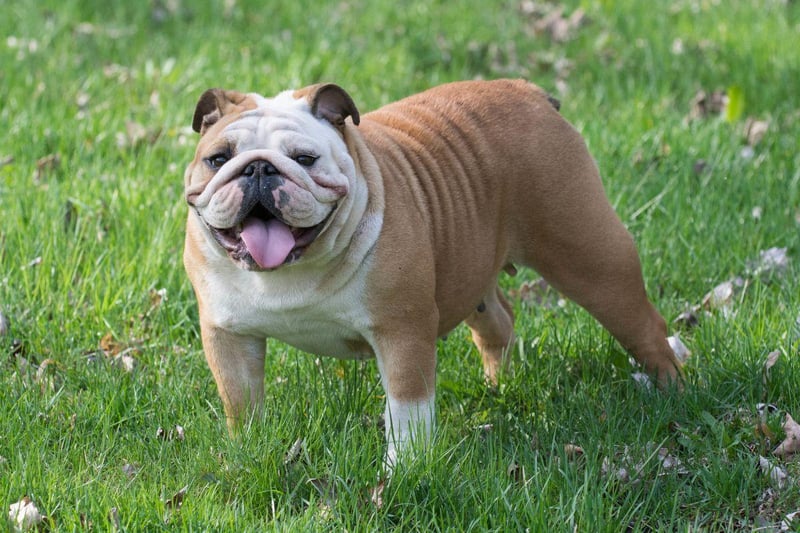 A Kennel Club registered English Bulldog from good breeding stock should cost in the region of £5,000. Those adorable wrinkly faces are simply priceless though.