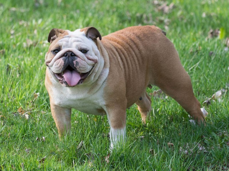 A Kennel Club registered English Bulldog from good breeding stock should cost in the region of £5,000. Those adorable wrinkly faces are simply priceless though.