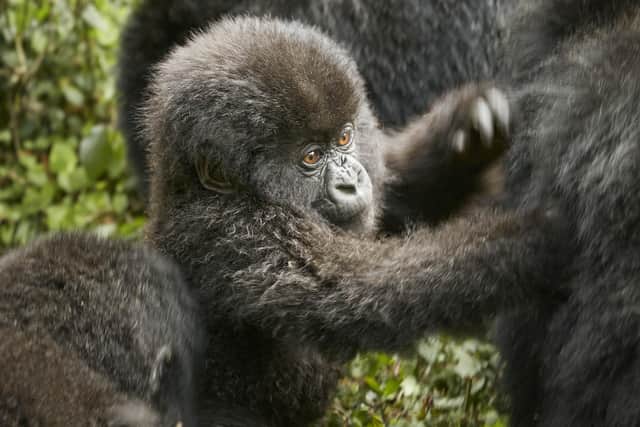 Seeing gorillas in the wild on a trek is on many people's bucket list post lockdown.