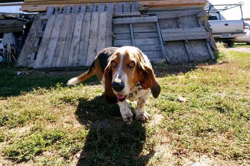 The Basset Hound may have a reputation for being a bit dopey and lazy, but it has a built-in instinct to dig and burrow looking for prey that it sniffs out using its remarkably sensitive nose.