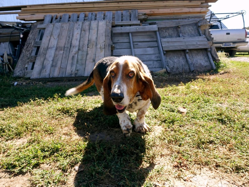 The Basset Hound may have a reputation for being a bit dopey and lazy, but it has a built-in instinct to dig and burrow looking for prey that it sniffs out using its remarkably sensitive nose.