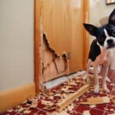 It's hard to stay angry at even the naughtiest of dogs when they're as cute as this.