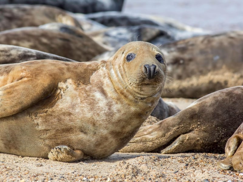 March is a great time to see Grey Seals as the adorable aquatic mammals gather in large, noisy groups as they moult their old hair and skin. There are a number of places in Scotland where you can enjoy the spectacle, including the Garbh Eilean Wildlife Hide on the shore of Loch Sunart, Tentsmuir Forest and the Moray Firth.