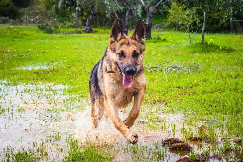 Bright, strong and obedient, it’s no wonder that German Shepherds are often used in police forces. They are very loyal companions that are not well-suited to apartment life and require at least a couple of hours of exercise every day. Get them stuck in engaging and physically demanding activities – you will soon discover that they are great fun to both train and go on adventures with.